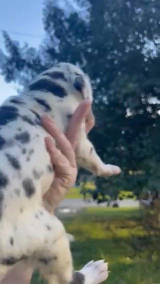 European Great Dane in Florence, South Carolina