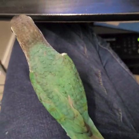 Conures Avaliable all mutations in Los Angeles, California