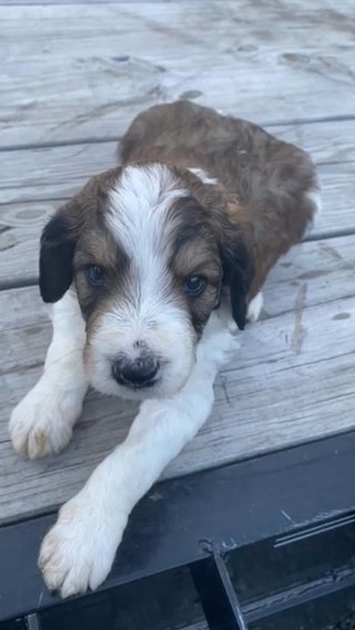 Goldendoodle F1b Male in Ephrata (Township), Pennsylvania