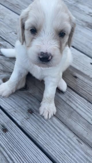 Goldendoodle F1b Male in Ephrata (Township), Pennsylvania