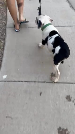 Olde English Bulldog in Maricopa, Arizona
