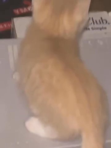 Three Kittens For Sale in Santa Clarita, California
