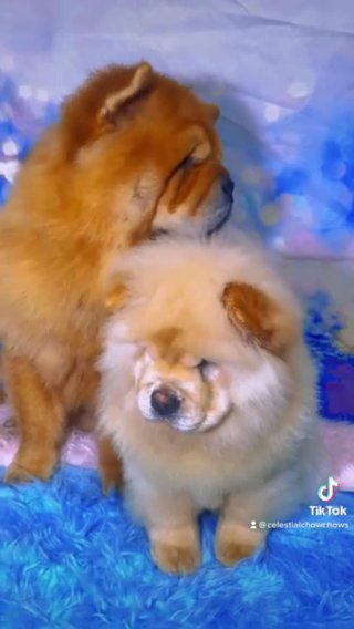 AKC Chow Chows in Hilo, Hawaii