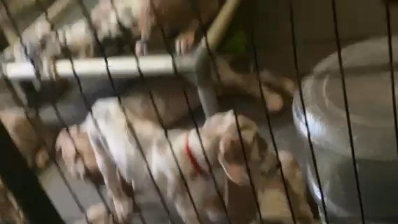 Babies Sleeping in Anderson, South Carolina