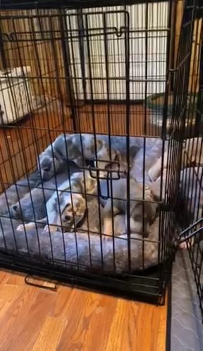 Babies Sleeping And Playing in Anderson, South Carolina