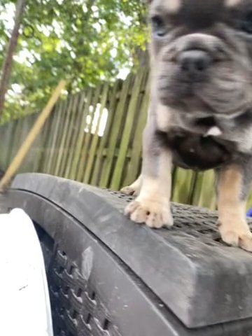 French Bulldog in Portsmouth, Virginia