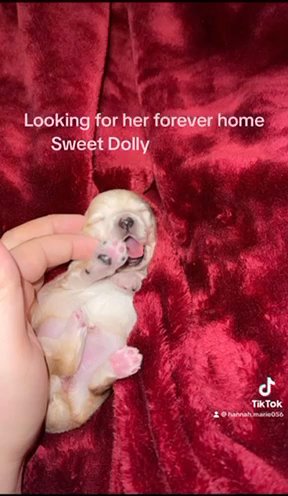 Blonde Yorkshire Terrier Female in Cookeville, Tennessee