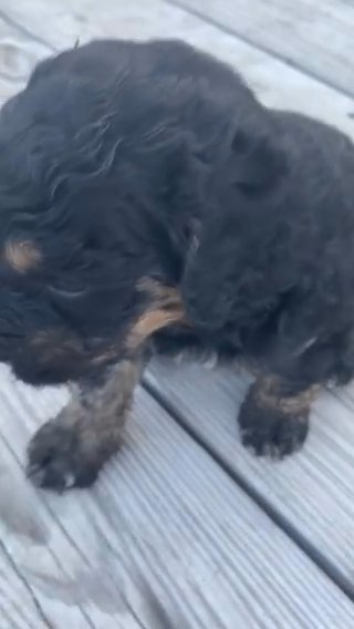 Goldendoodle Female in Ephrata (Township), Pennsylvania