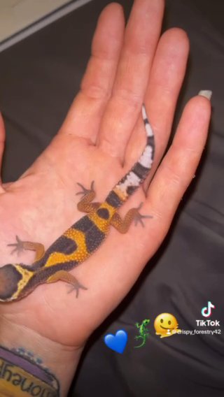 Make Leopard Gecko in Cleveland, Tennessee
