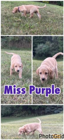 Puppies We Have Left in Fort Wayne, Indiana