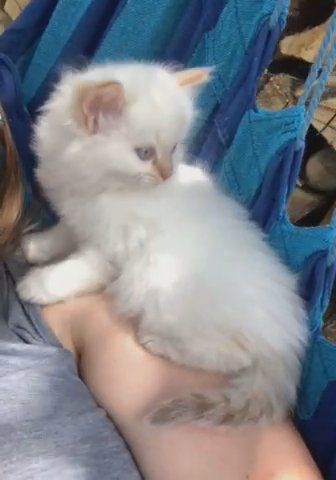 Siberian Kitten in Nashville, Tennessee