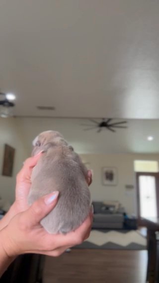 Male French Bulldog in Odessa, Texas