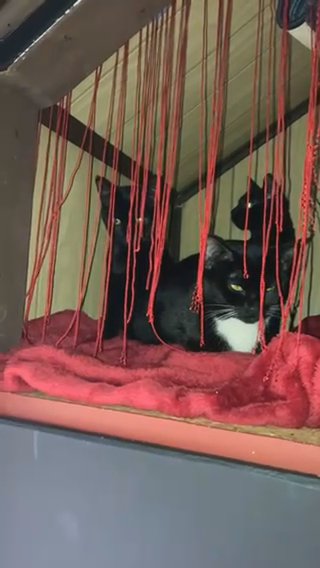 Free Cats That Need Help! No Abusers!! in Johnstown, Pennsylvania