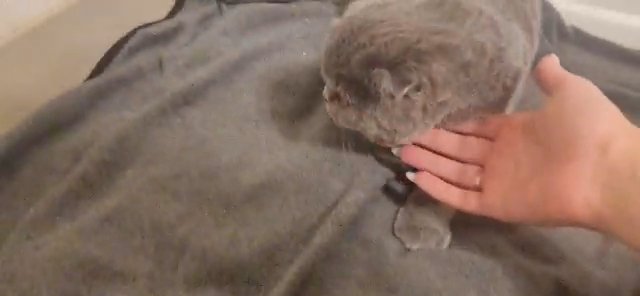 Scottish Fold in Tualatin, Oregon