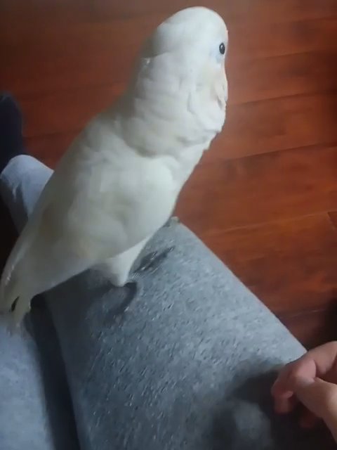 Goffin Cockatoo for sale in Atlantic City, New Jersey