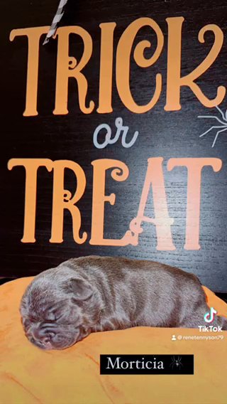French Bulldogs in Queen Creek, Arizona