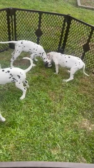 Dalmatian puppies in Beaufort, South Carolina