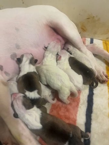 AKC Standard Bull Terriers in Fayetteville, North Carolina