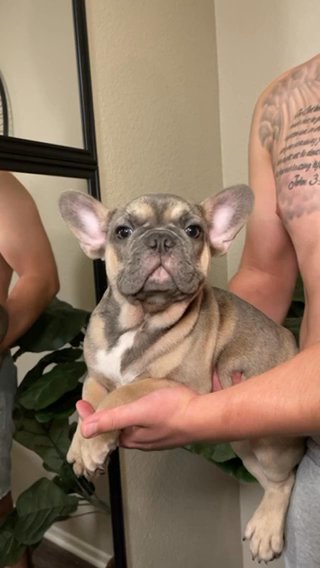 Frenchie in Riverside, California