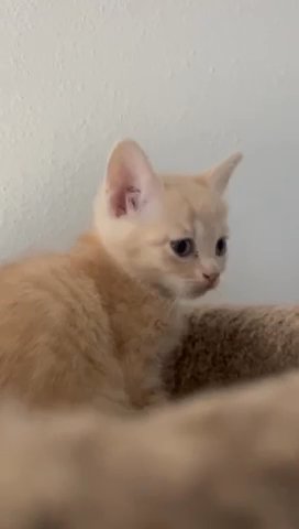 Cute Kitten For Sale in Santa Clarita, California