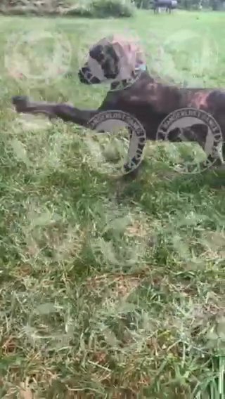 AKC Great Dane Reverse Brindle (Mud Honey) Carries Brindle point in Roanoke, Virginia