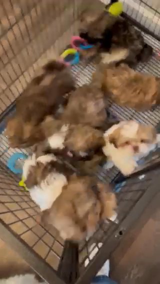 🥰Bebe’s Akc Puppies 🥰 in Kissimmee, Florida