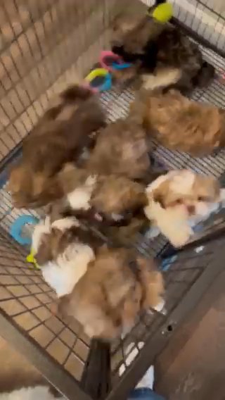 ?Bebe’s Akc Puppies ? in Kissimmee, Florida
