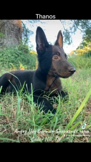 AKC Solid black Male in Nashville, Tennessee
