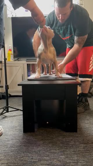 Merle Male in Indianapolis, Indiana