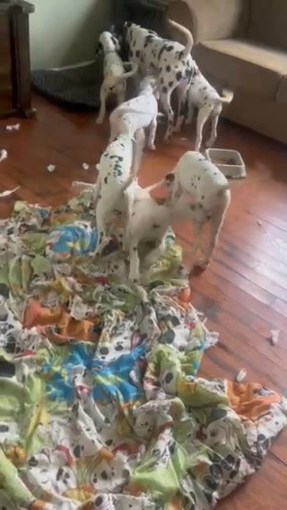 2 Year Old Dalmatian Female in Beaufort, South Carolina