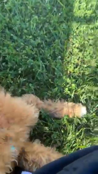4 month old goldendoodle in Dover, Delaware