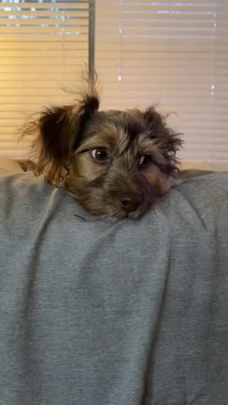 Toy Breed Puppy in Atlanta, Georgia
