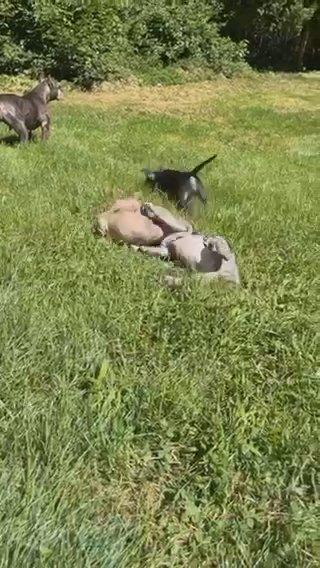 THICK Bully girls! in New Philadelphia, Ohio