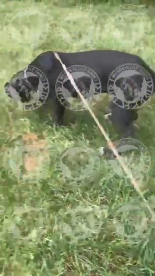 AKC Great Dane Black ,  Tan Point Carrier( Lane ) in Roanoke, Virginia
