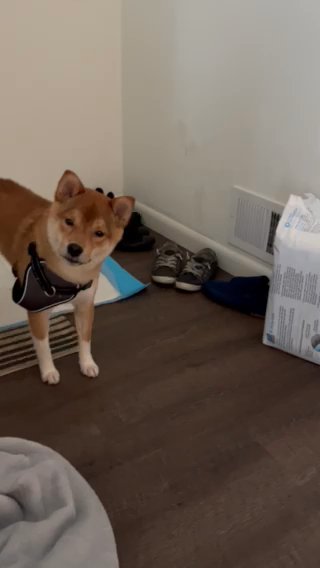 Dakota The Shiba in Apple Valley, Minnesota