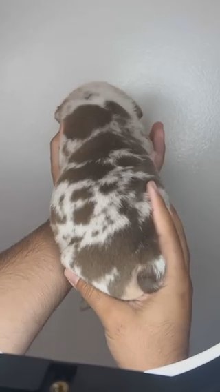 Female Chocolate Merle English Bulldog Puppy in Los Angeles, California