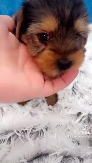 Luigi-Male Yorkie in Lexington-Fayette, Kentucky