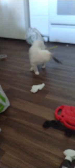 cute ragdoll in Tacoma, Washington