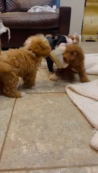 Female Mini Goldendoodle in Andrews, Texas