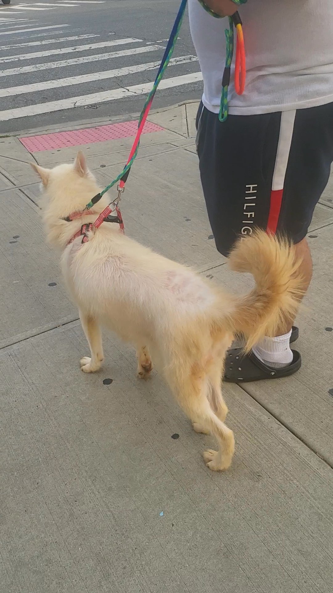 8months  big husky girl $700  NYC brooklyn in New York City, New York