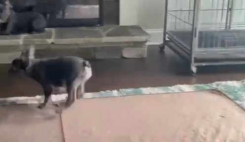 Adorable French Bulldogs in Douglasville, Georgia
