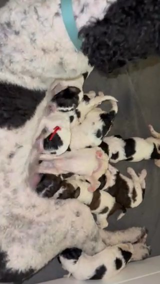 Rosie And Dodger’s Garden Parti Party Litter in Jacksonville, North Carolina
