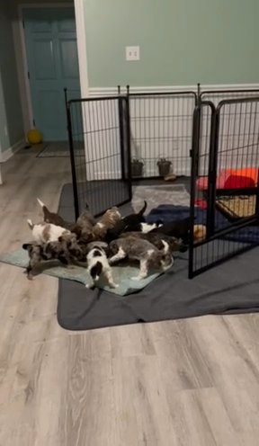 Louie And Dodger’s Patriotic Puppies in Jacksonville, North Carolina