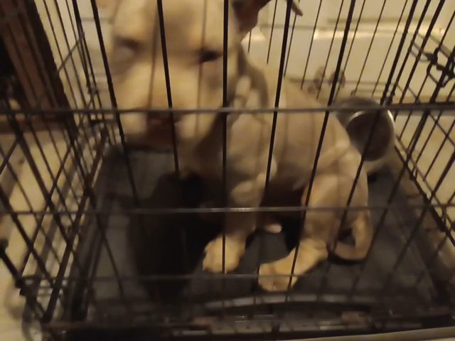 american bully puppies in Forest Park, Georgia