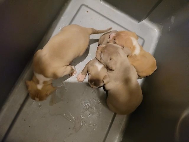 american bully puppies in Forest Park, Georgia