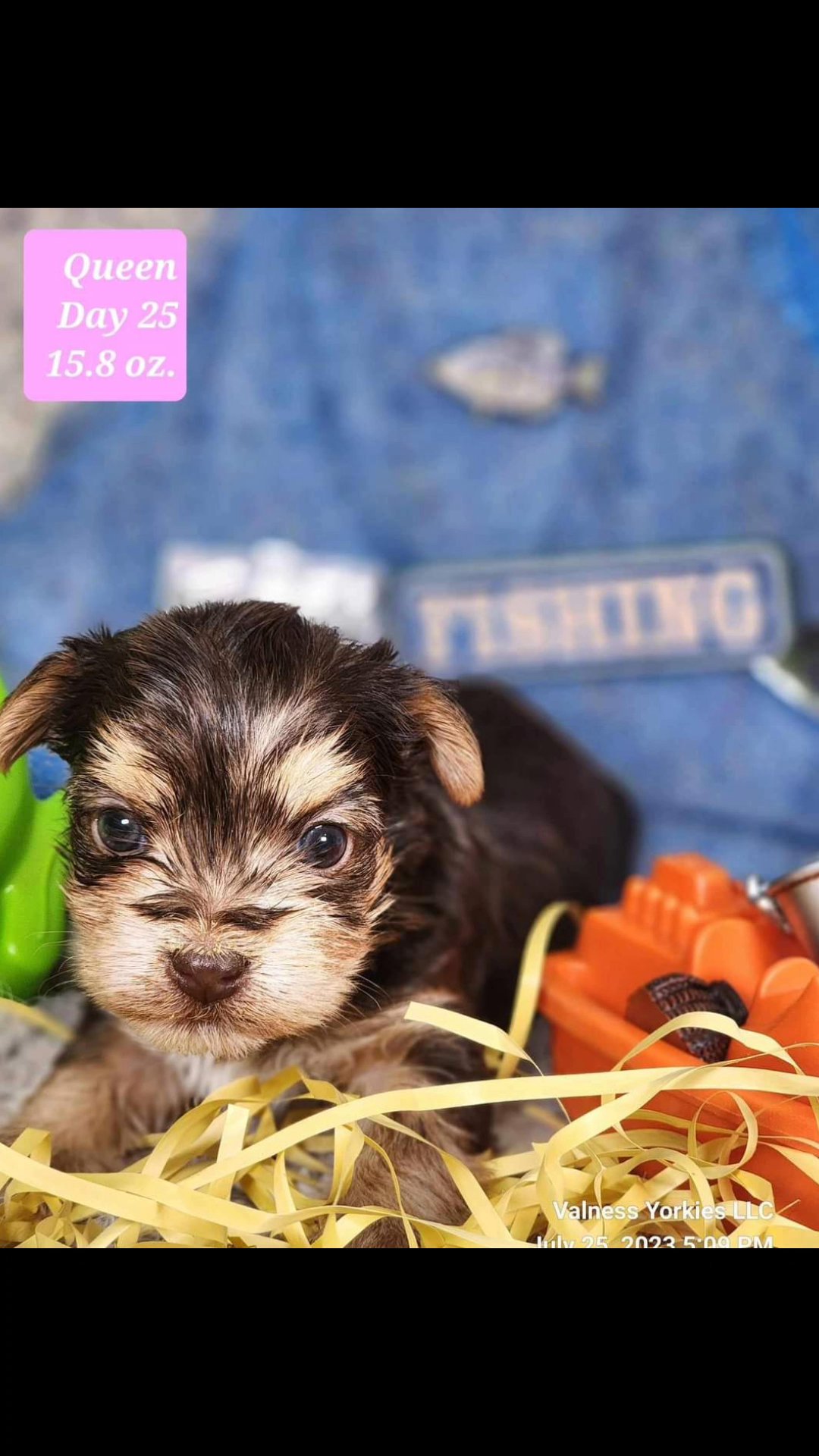 Queen AKC in Washington, District of Columbia