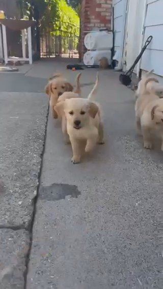 Golden Retriever Puppies in Yuba City, California