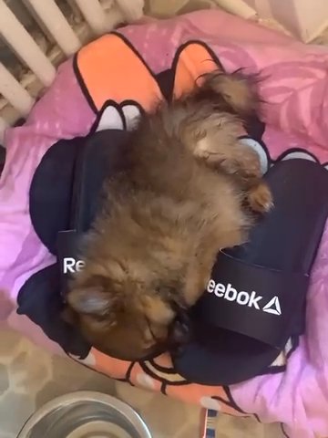 Full Bread Pomeranian Bella in Morristown, New Jersey