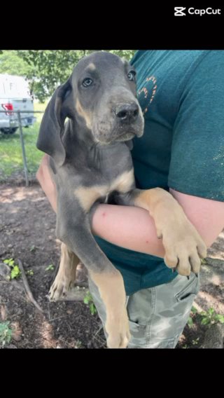Blue Tanpoint Male Great Dane in Florence, South Carolina