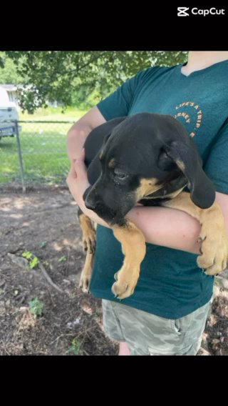 Black Tanpoint Great Dane Female in Florence, South Carolina